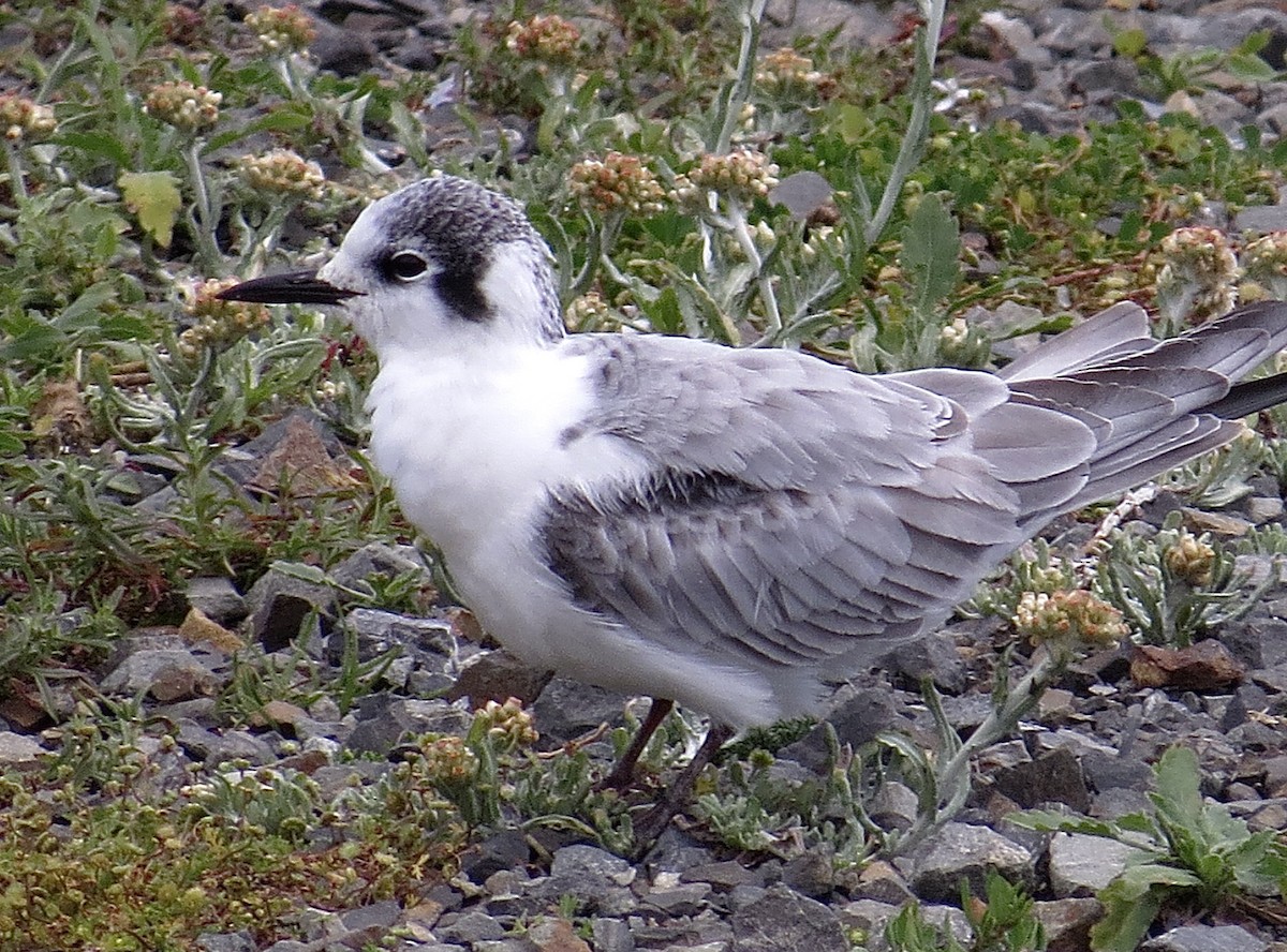 White-winged Tern - ML624494495