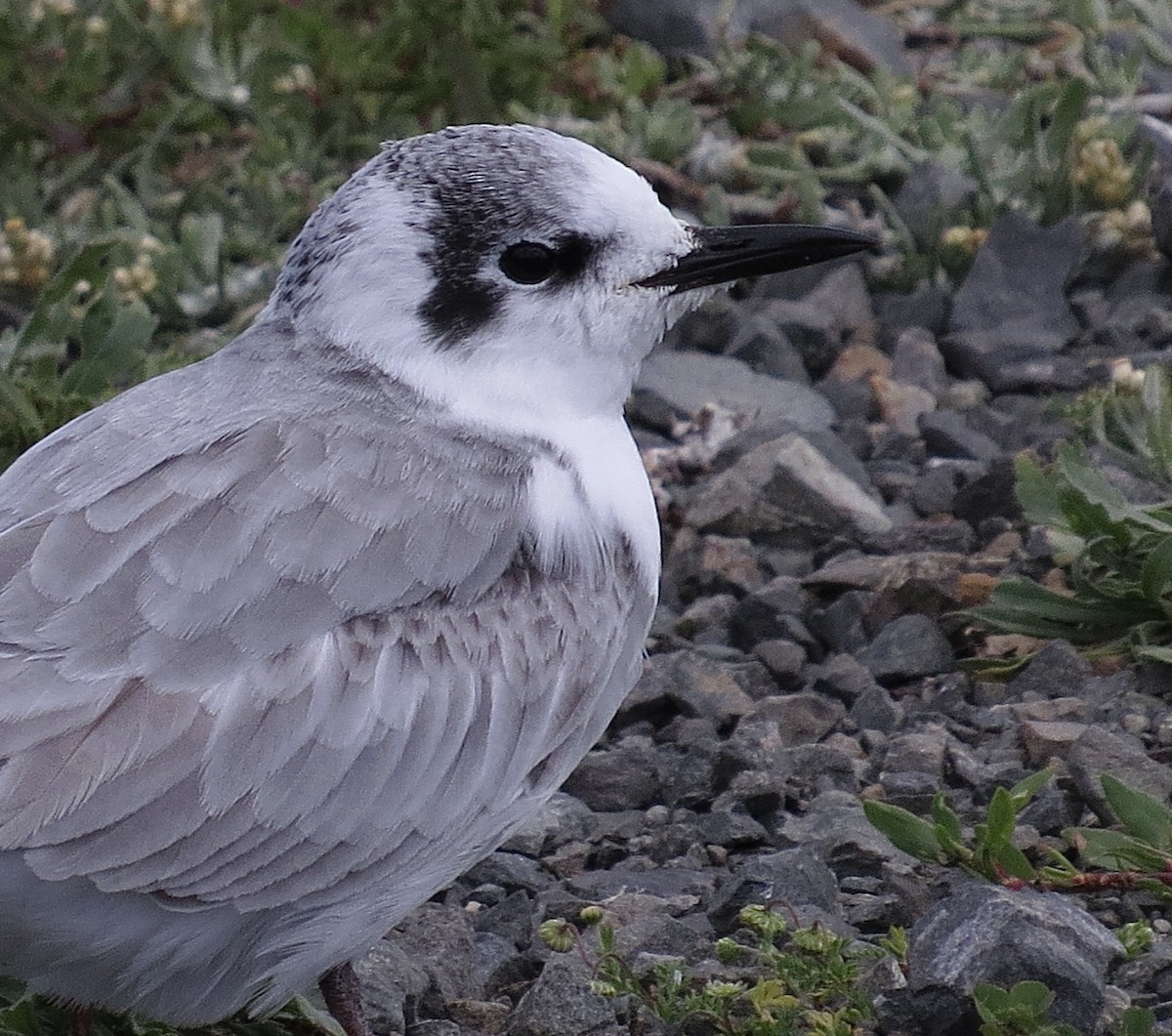 White-winged Tern - ML624494501