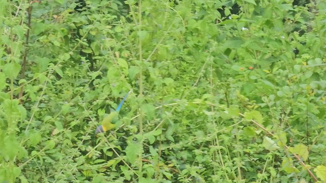 Plum-headed Parakeet - ML624494512