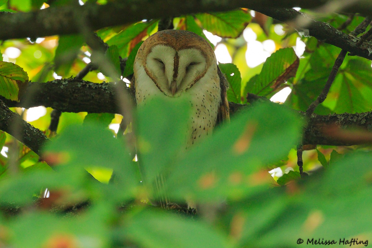 Barn Owl - Melissa Hafting