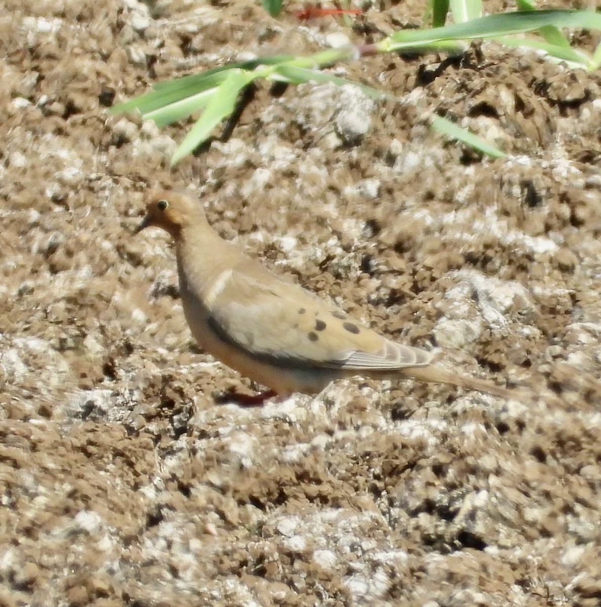 Mourning Dove - ML624494559