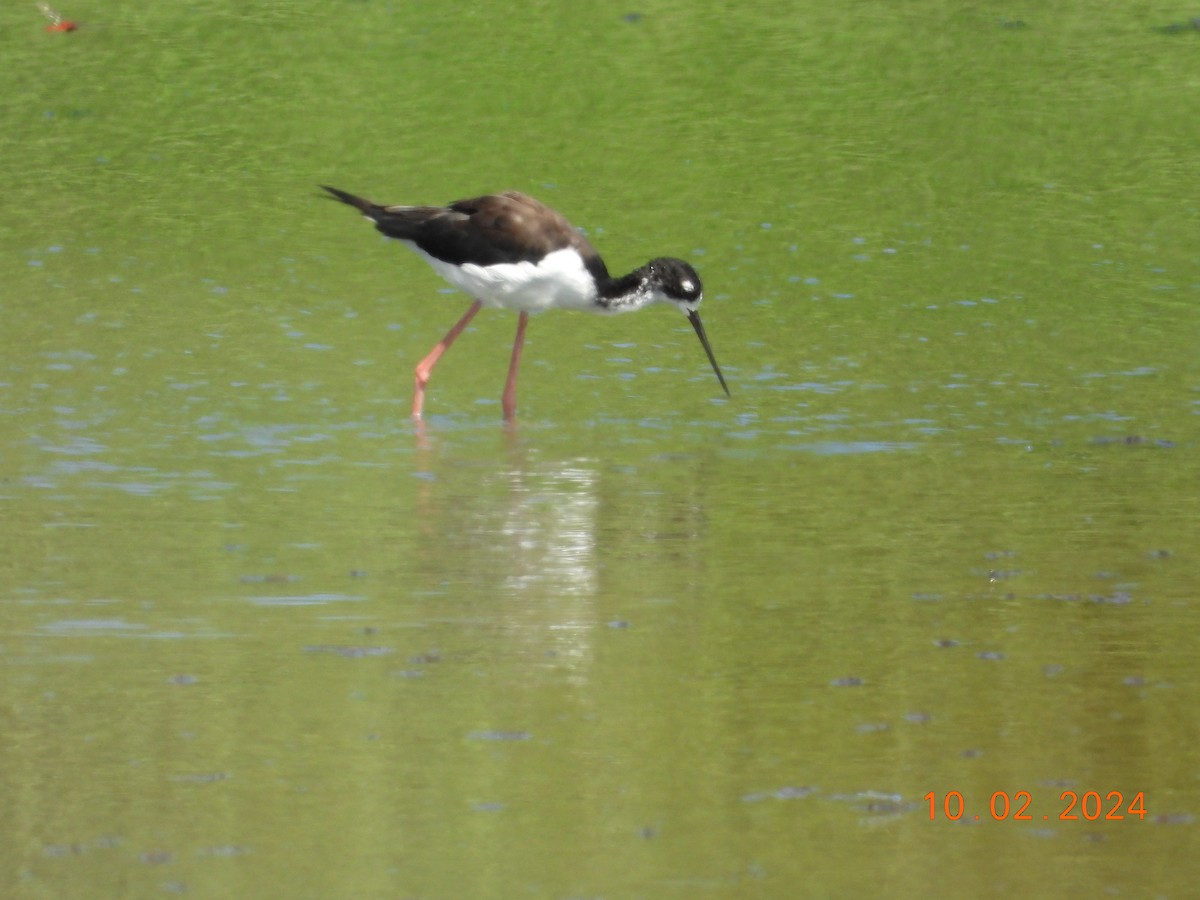 Black-necked Stilt (Hawaiian) - ML624494565