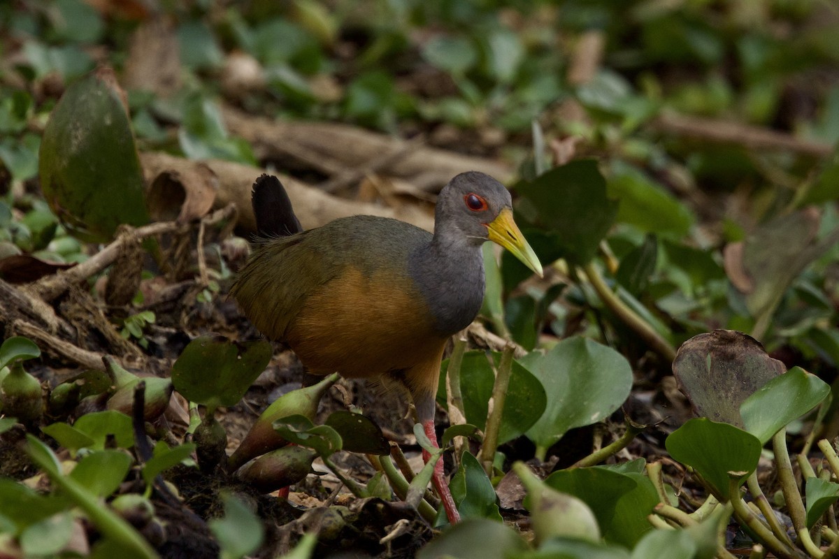 Gray-cowled Wood-Rail - ML624494596