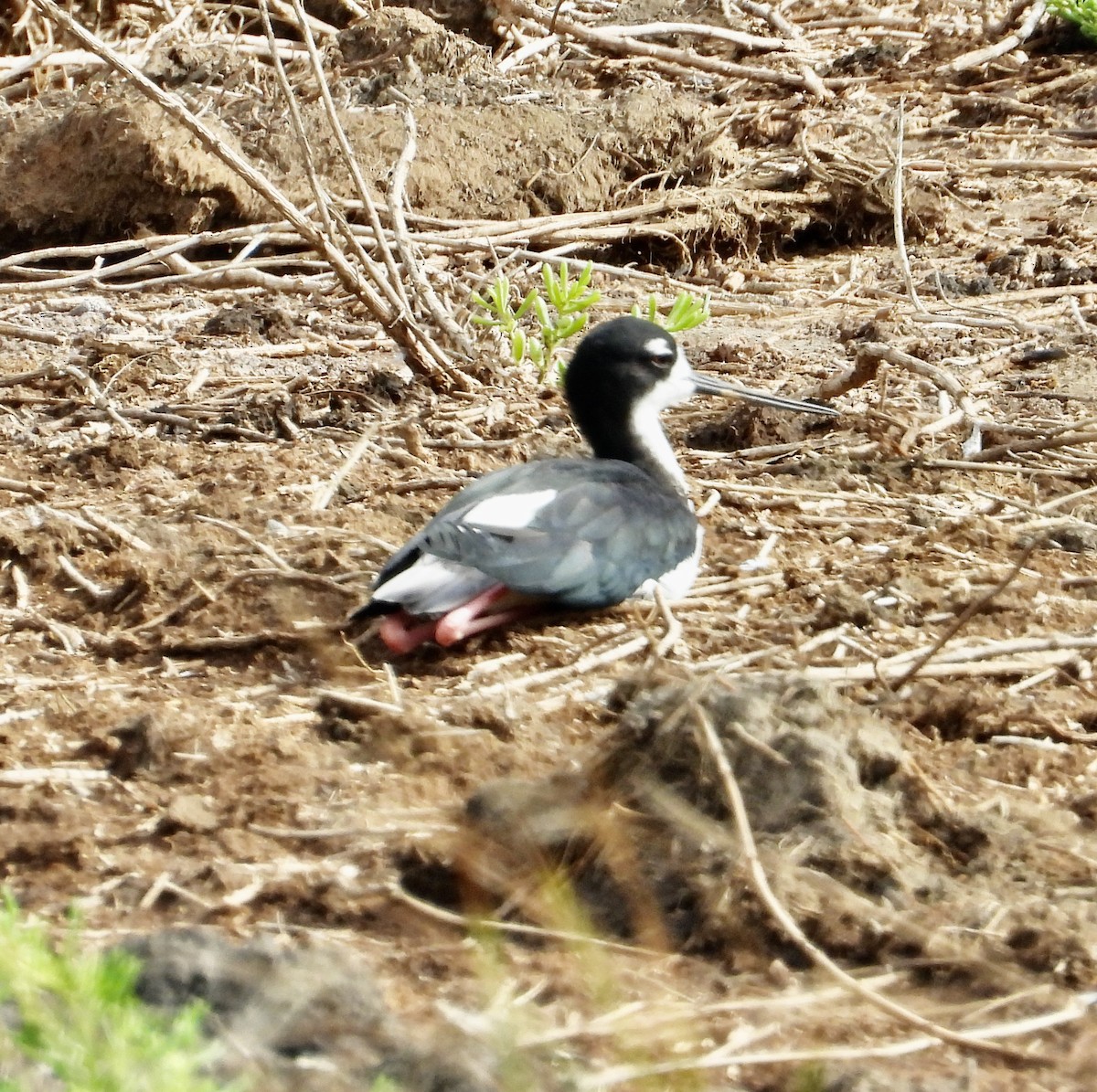 Black-necked Stilt (Hawaiian) - ML624494599