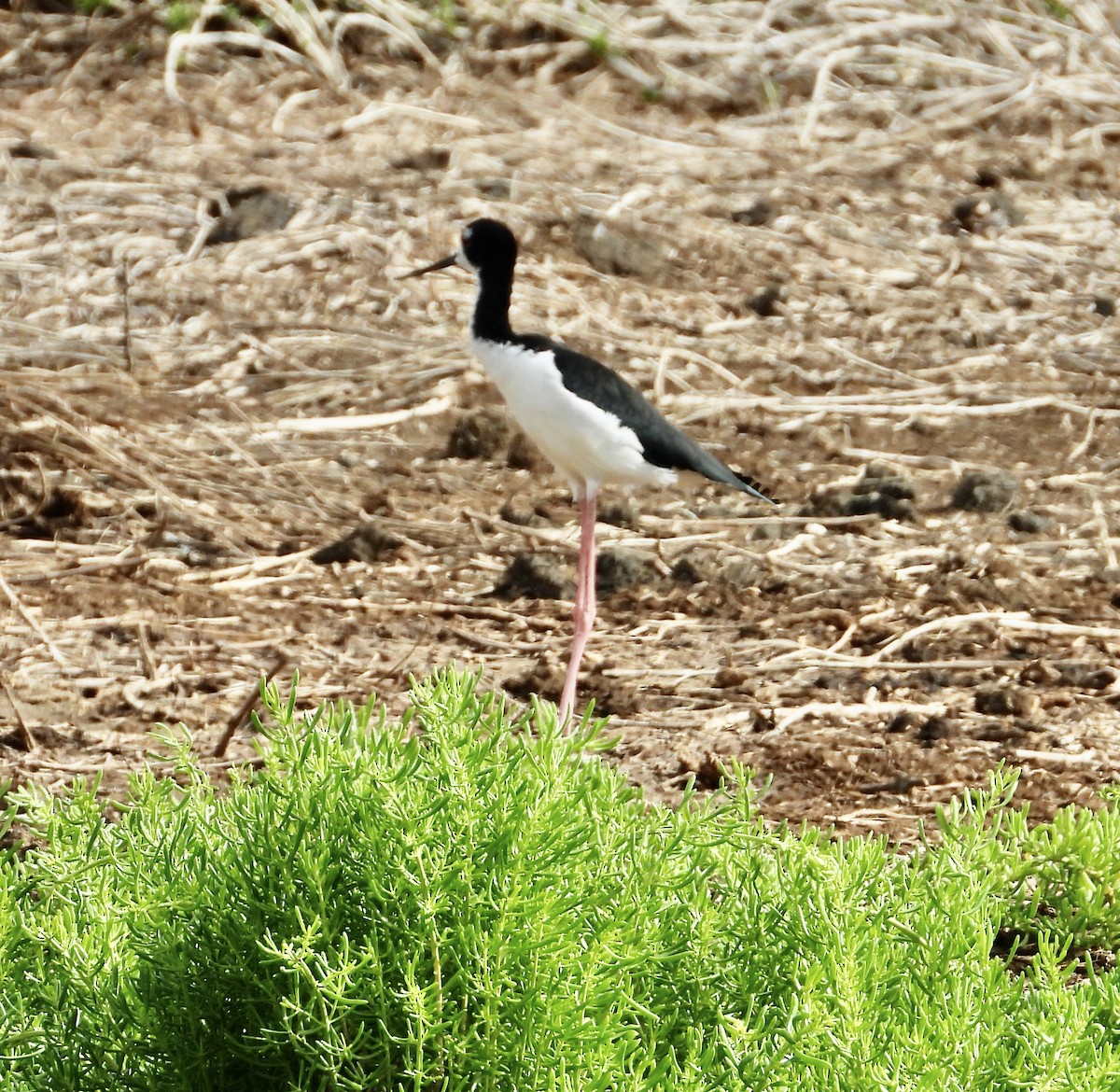 Black-necked Stilt (Hawaiian) - ML624494608