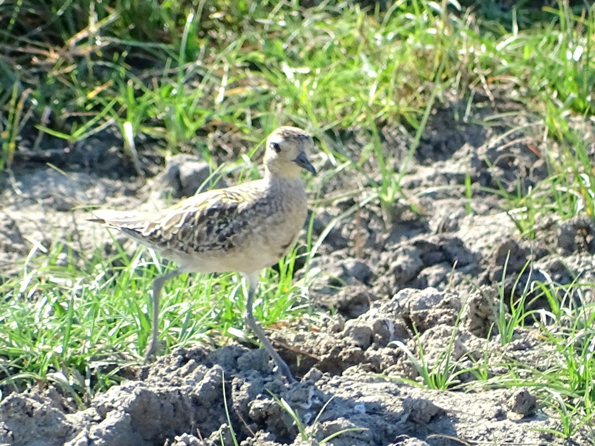 Pacific Golden-Plover - ML624494670