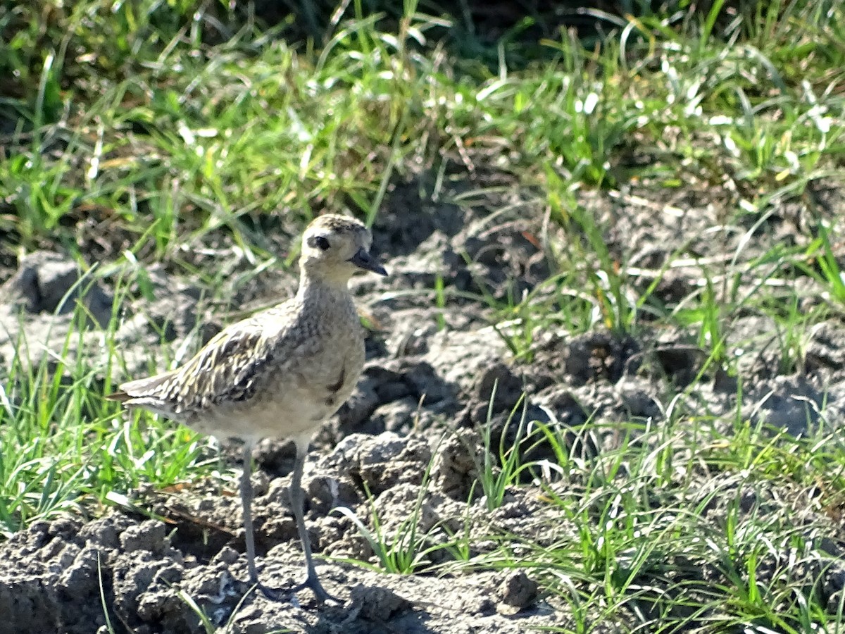 Pacific Golden-Plover - ML624494671