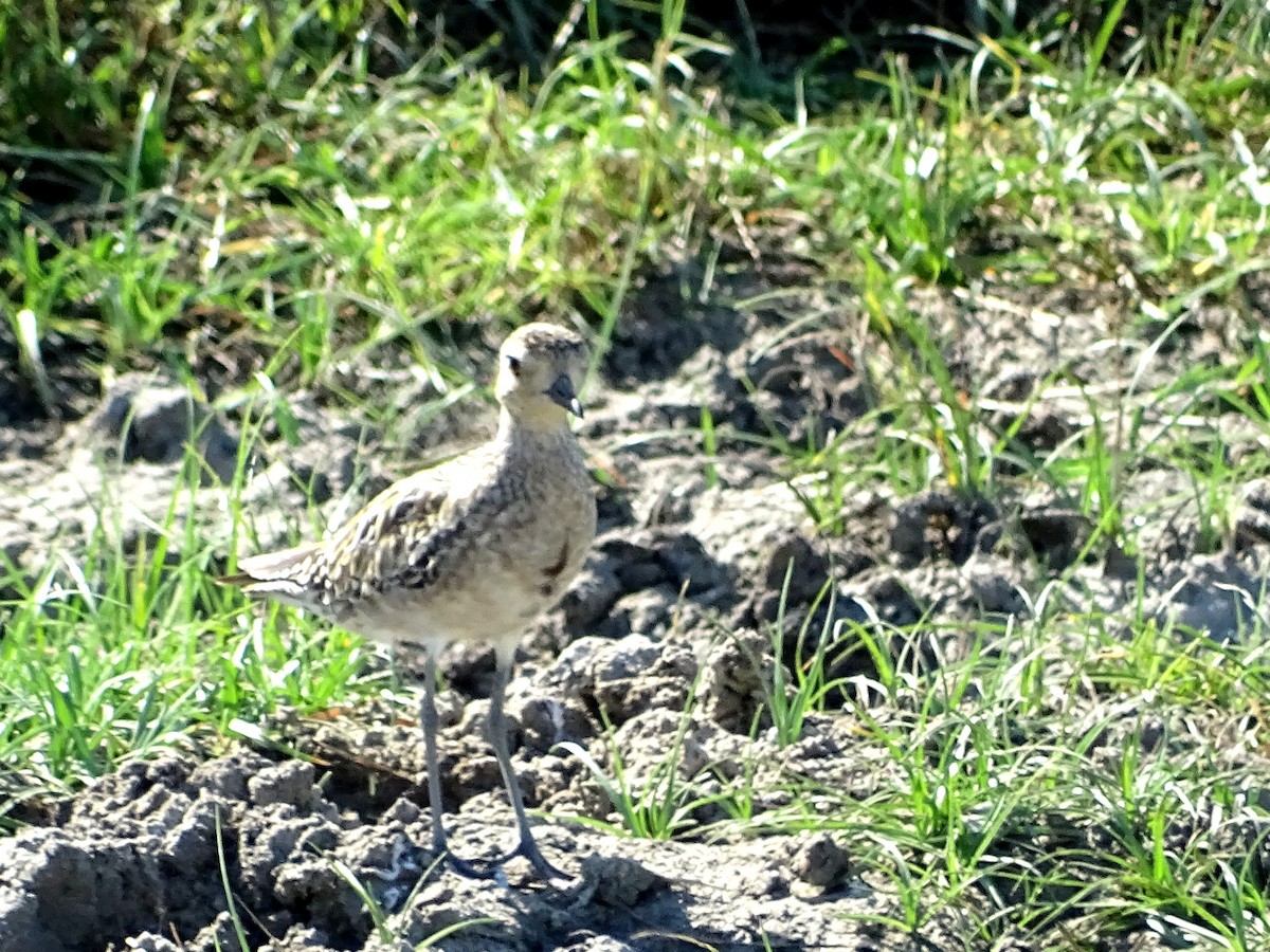 Chorlito Dorado Siberiano - ML624494672