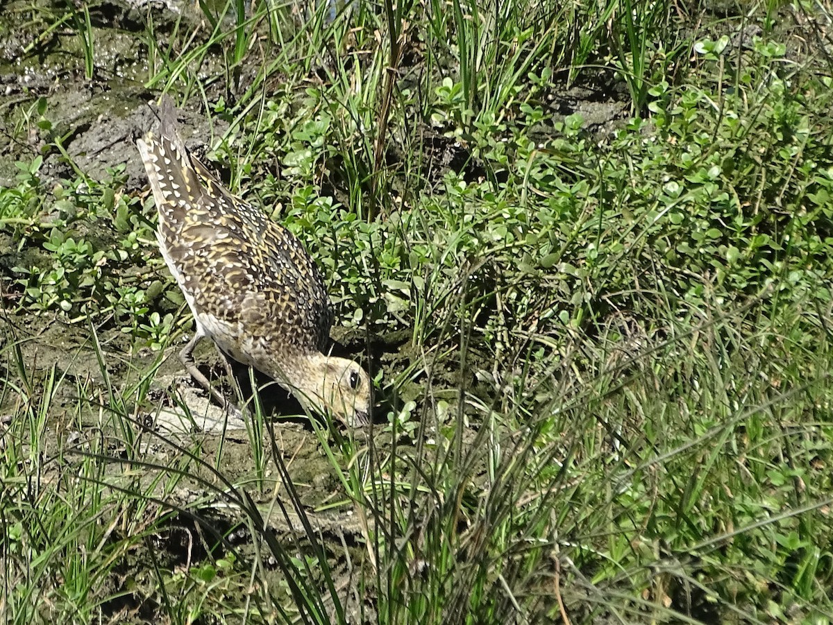 Chorlito Dorado Siberiano - ML624494673