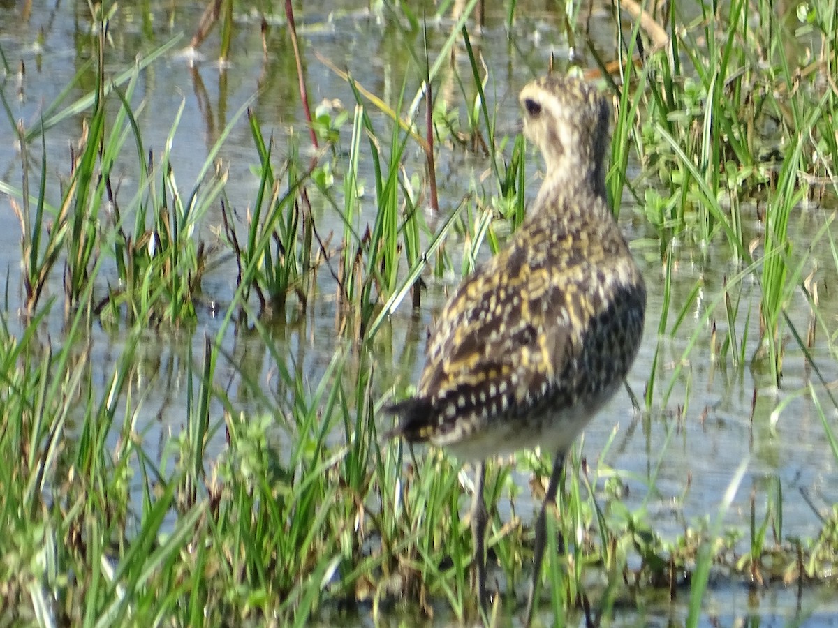 Chorlito Dorado Siberiano - ML624494674