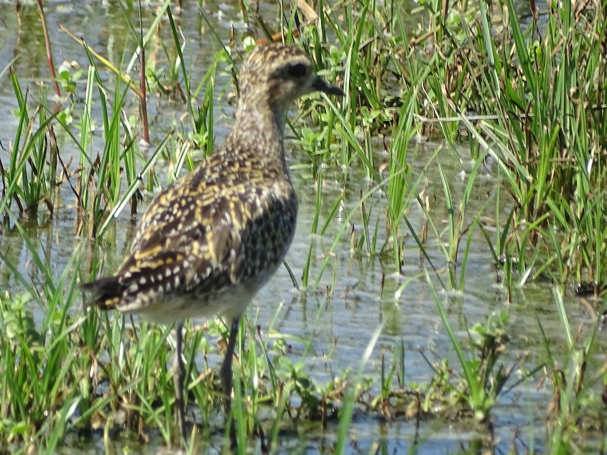 Chorlito Dorado Siberiano - ML624494675