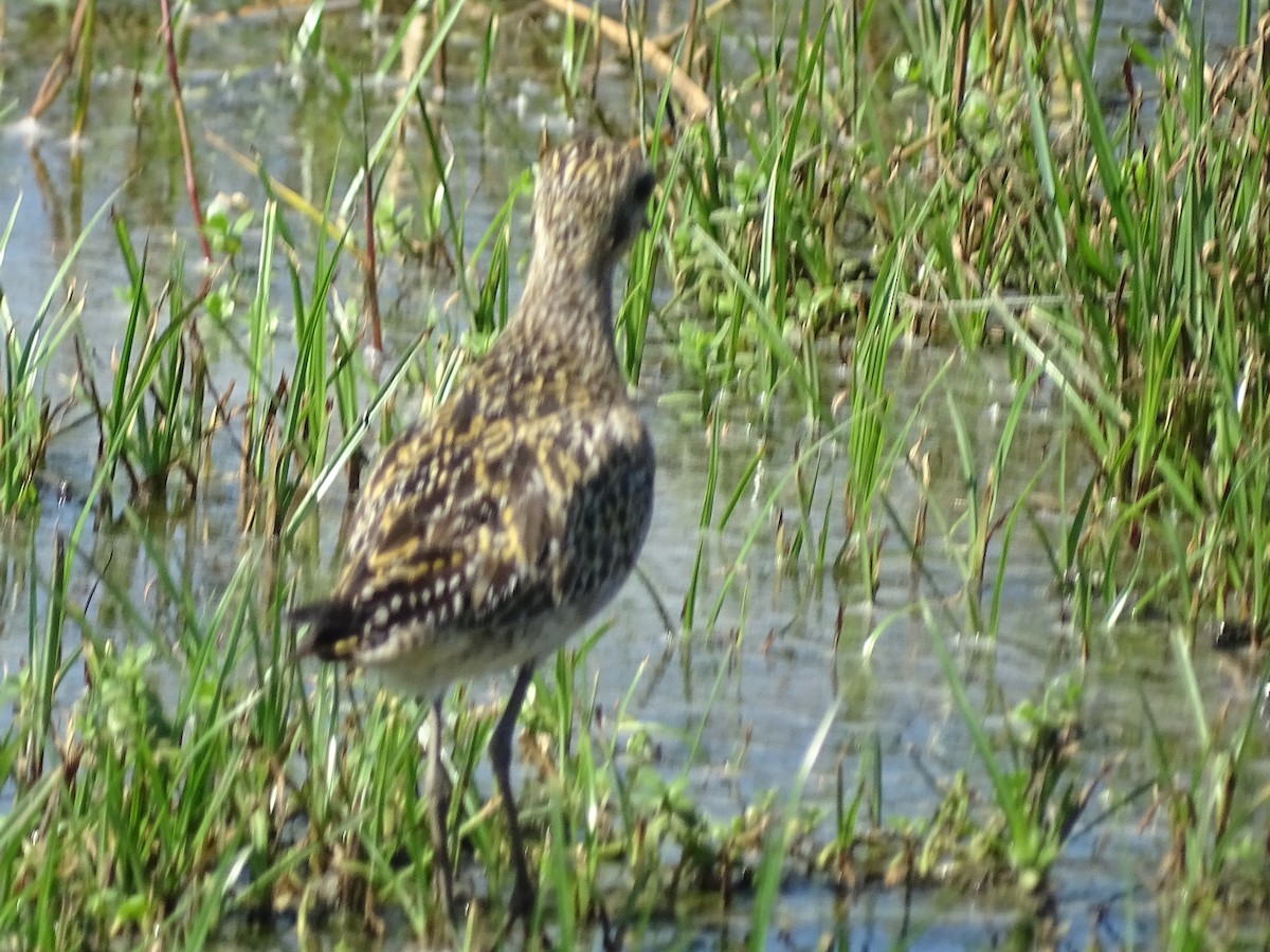 Pacific Golden-Plover - ML624494676