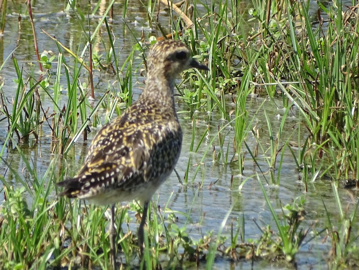 Chorlito Dorado Siberiano - ML624494677