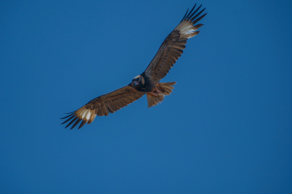 Black-breasted Kite - ML624494681