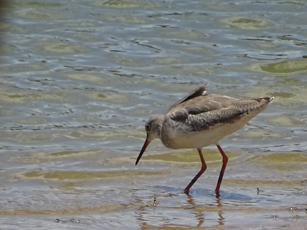 Common Redshank - ML624494726