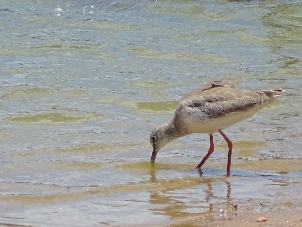 Common Redshank - ML624494727