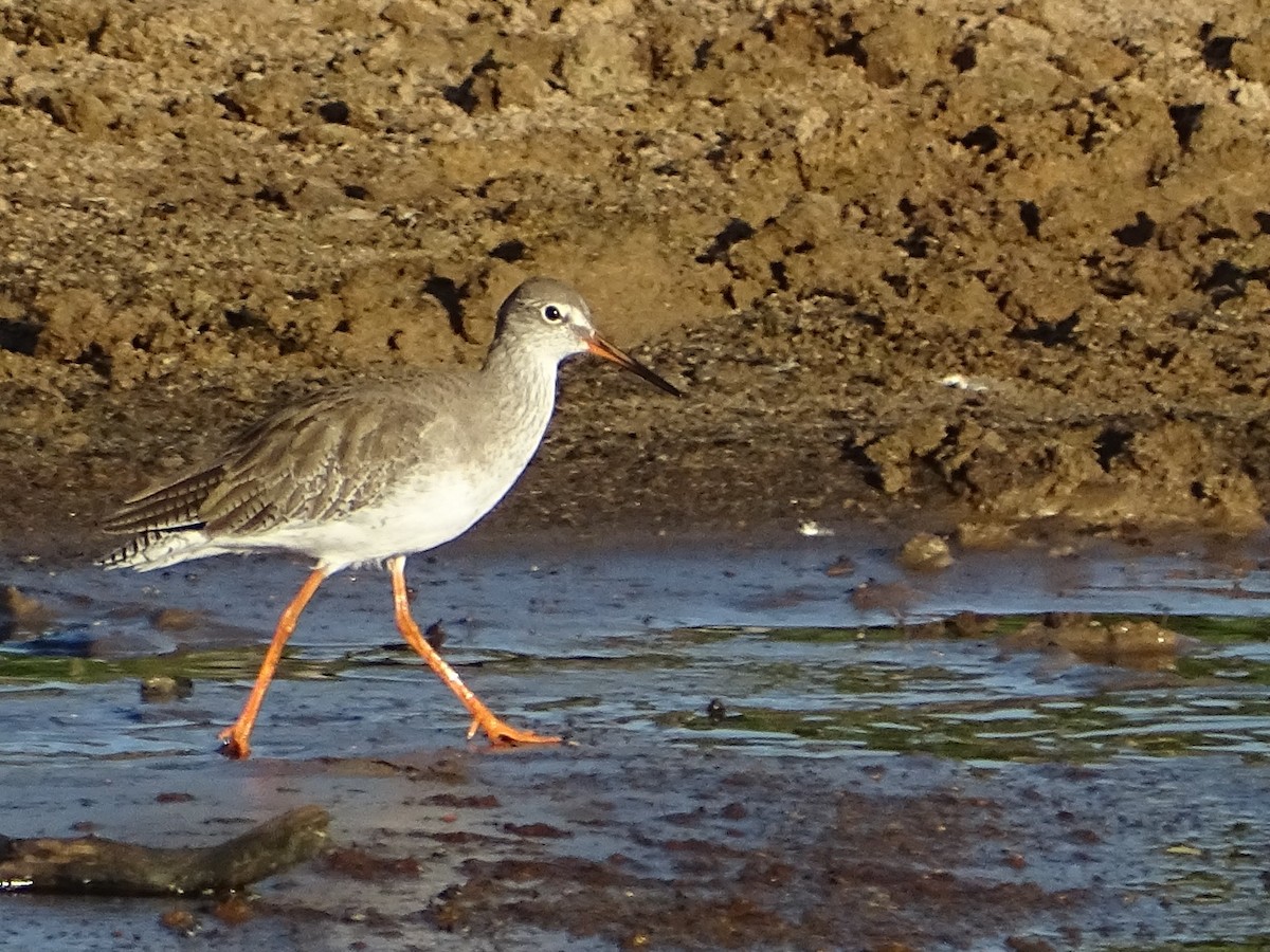 Common Redshank - ML624494728