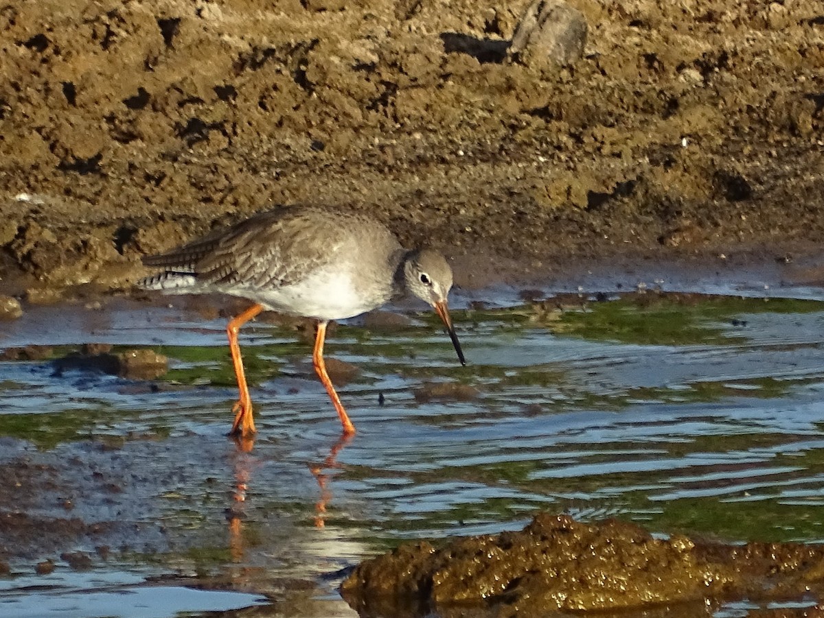 Common Redshank - ML624494729