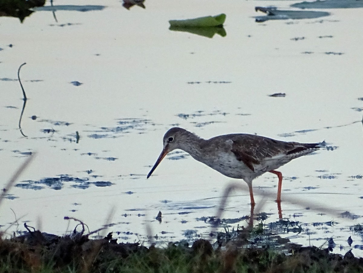 Common Redshank - ML624494730