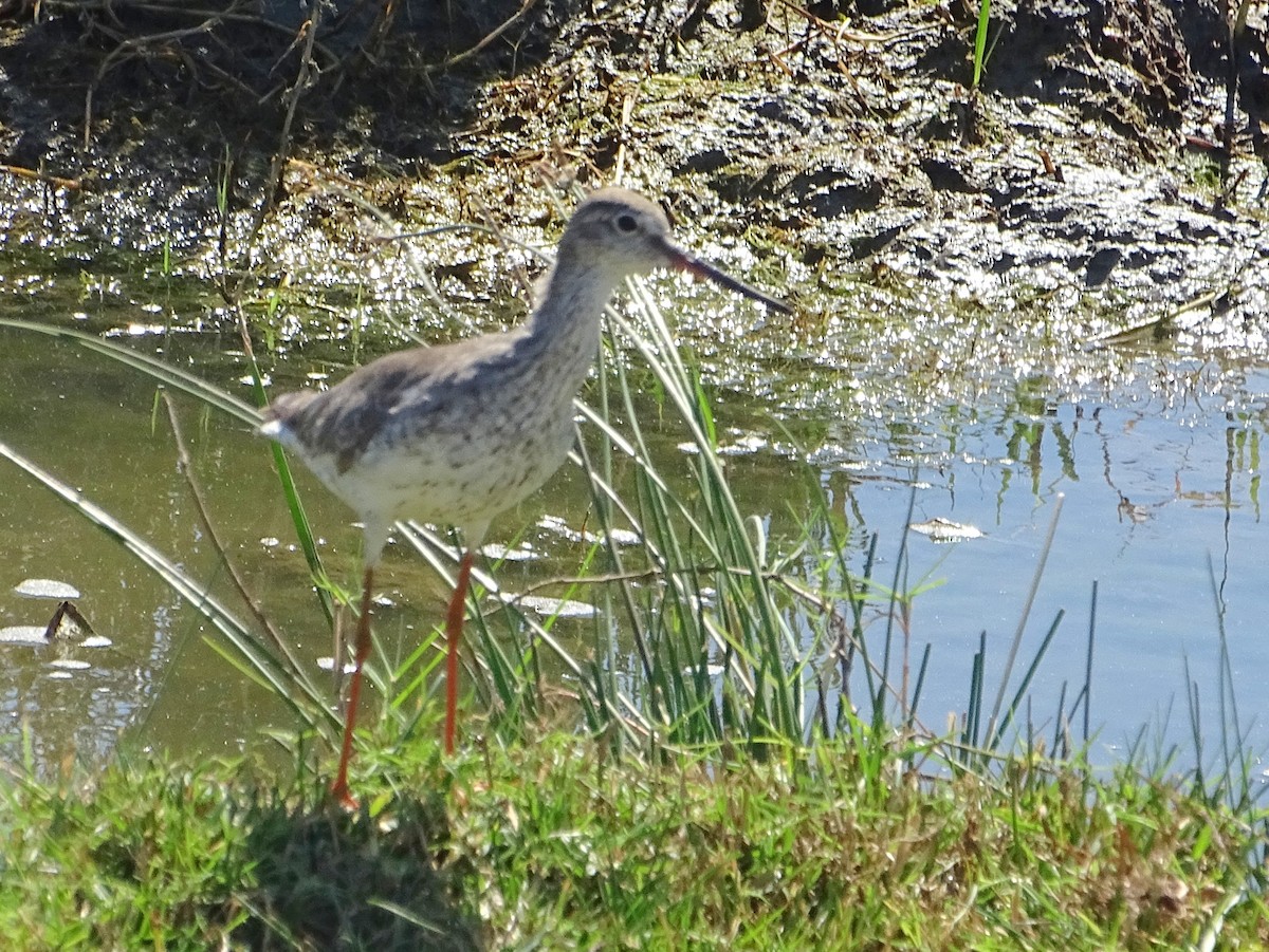 Common Redshank - ML624494731