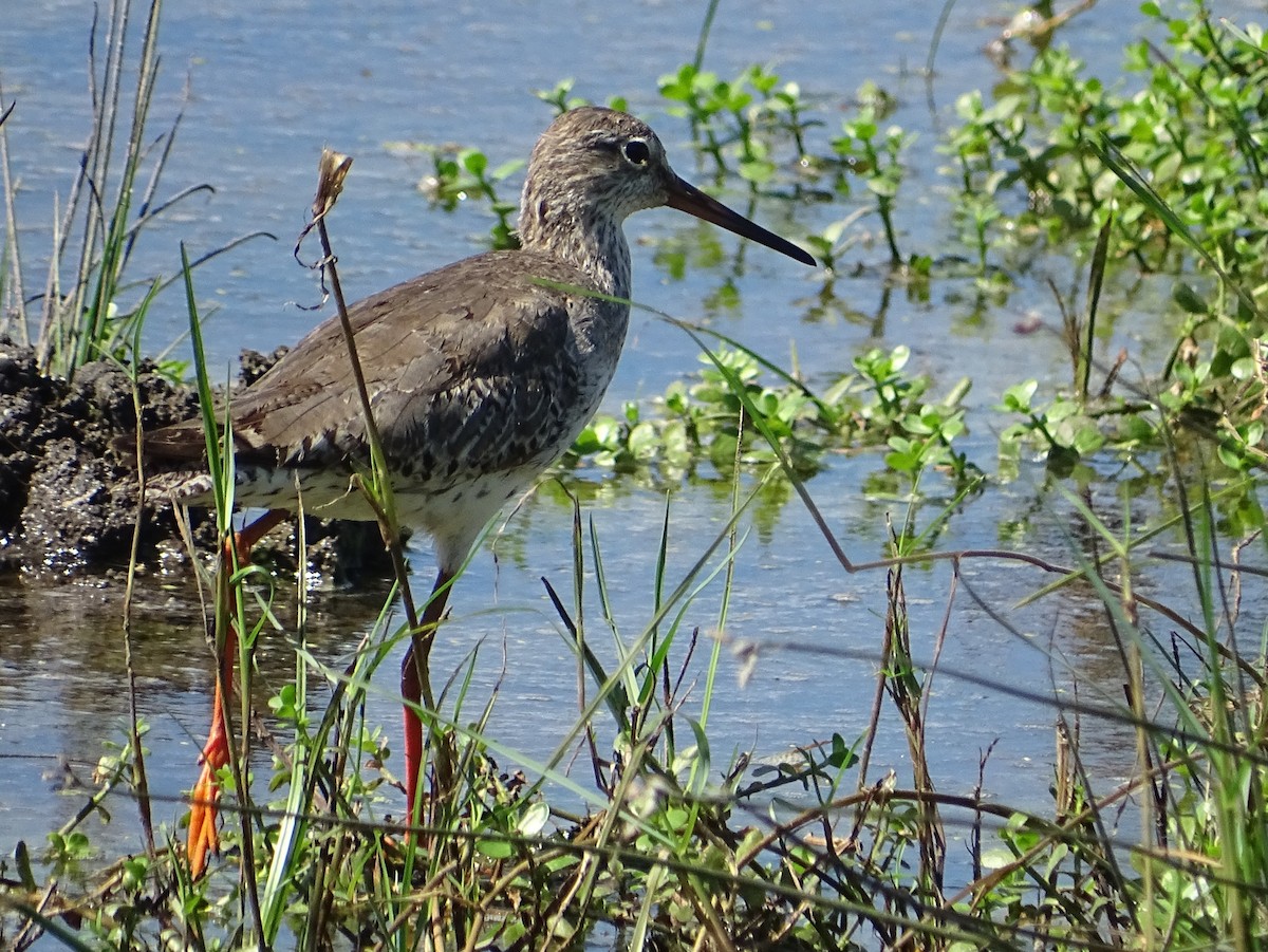 Common Redshank - ML624494732