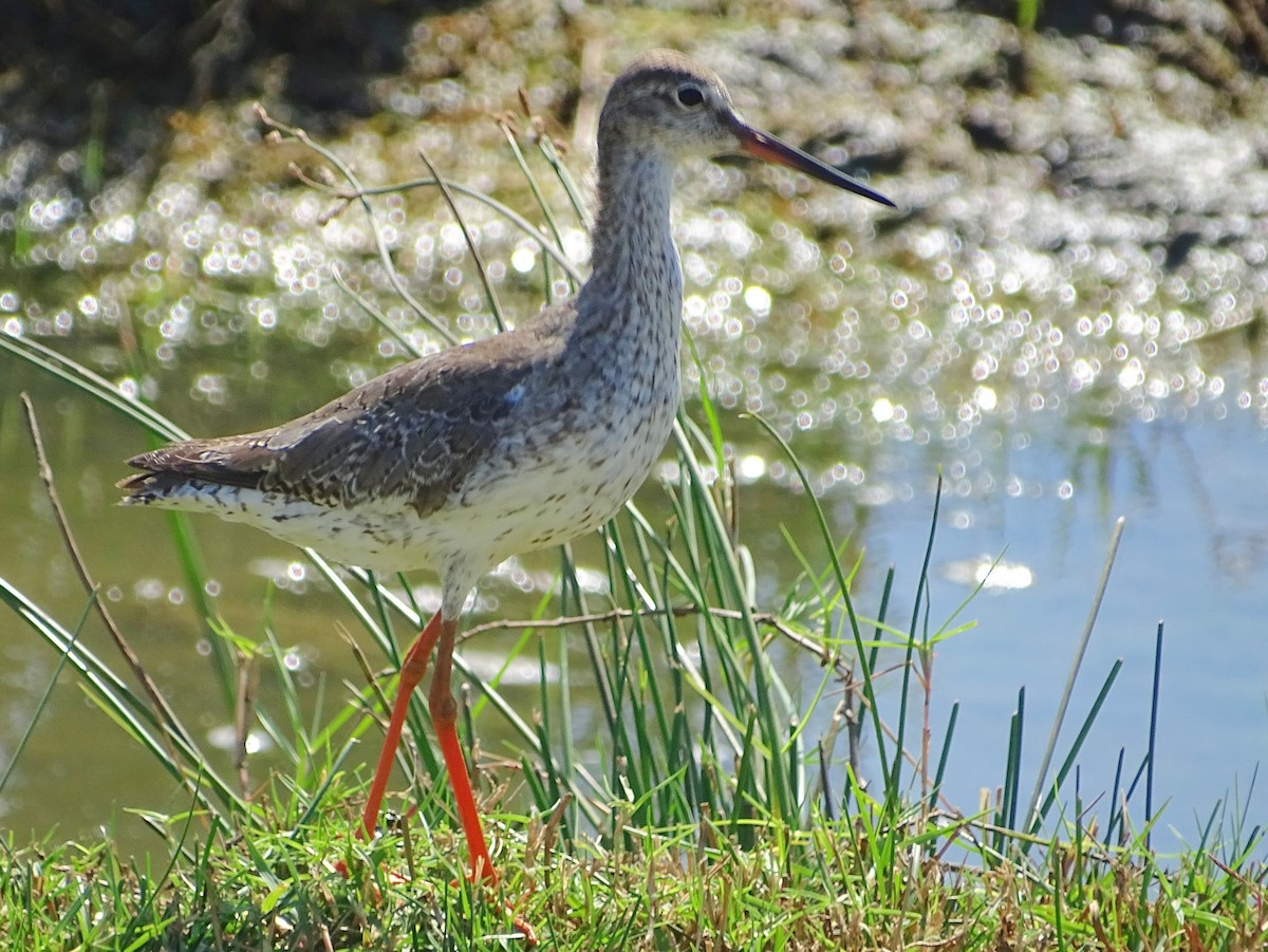 Common Redshank - Sri Srikumar