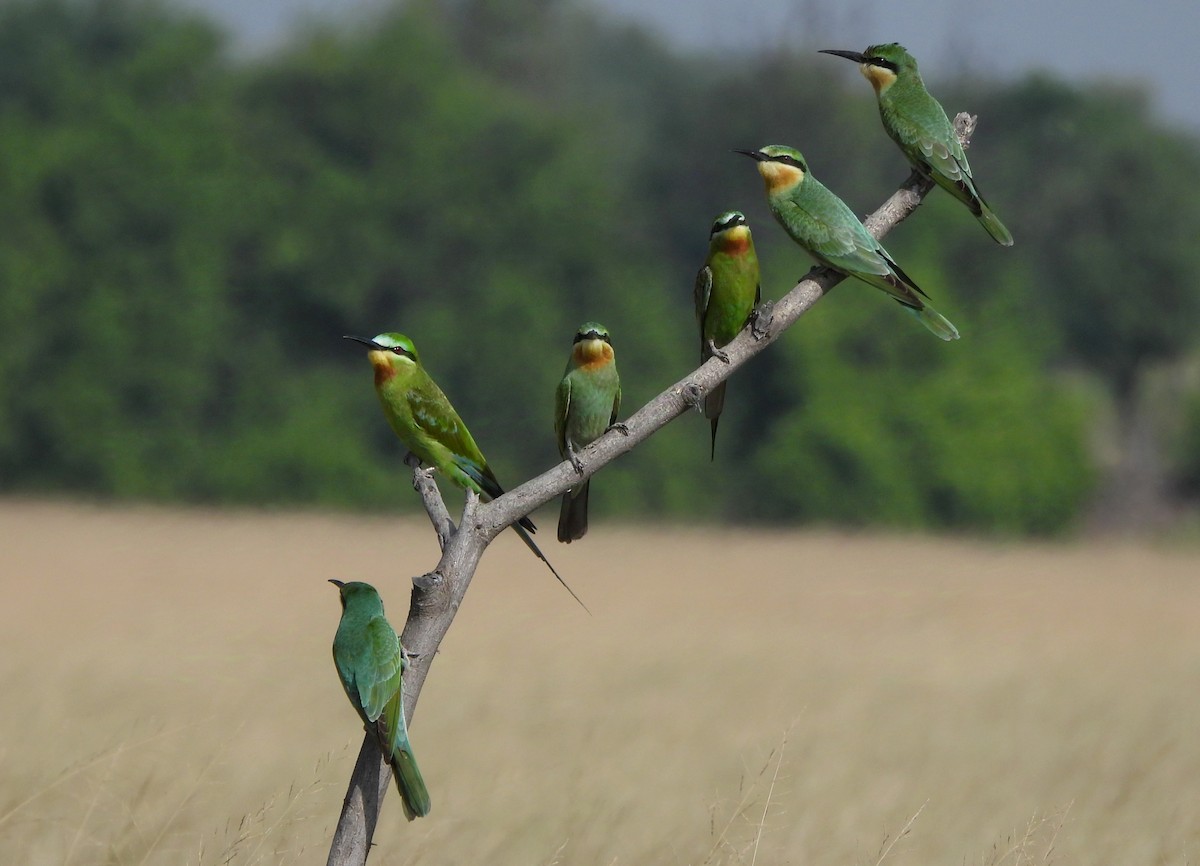 Blue-cheeked Bee-eater - ML624494734