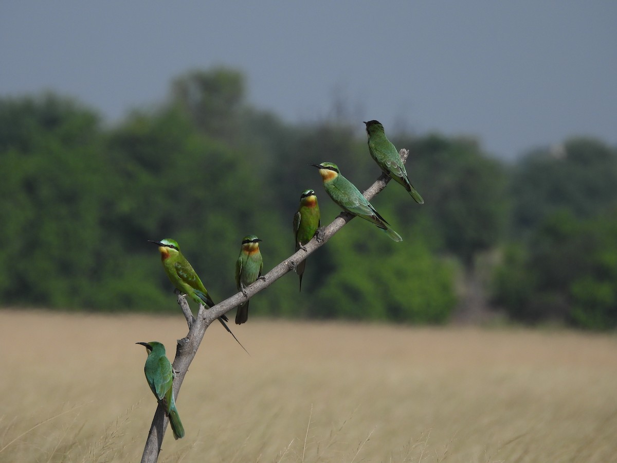 Blue-cheeked Bee-eater - ML624494735