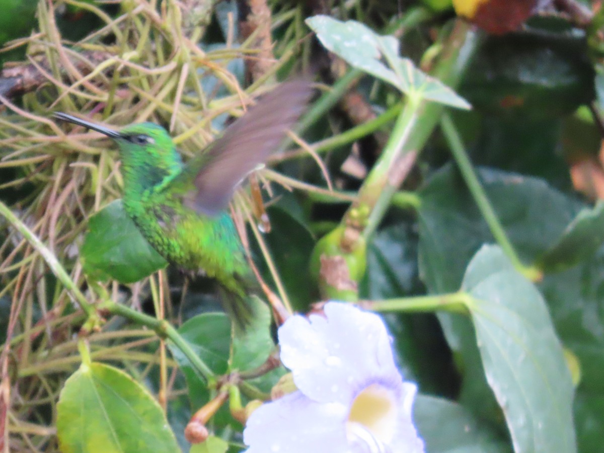 Short-tailed Emerald - ML624494758