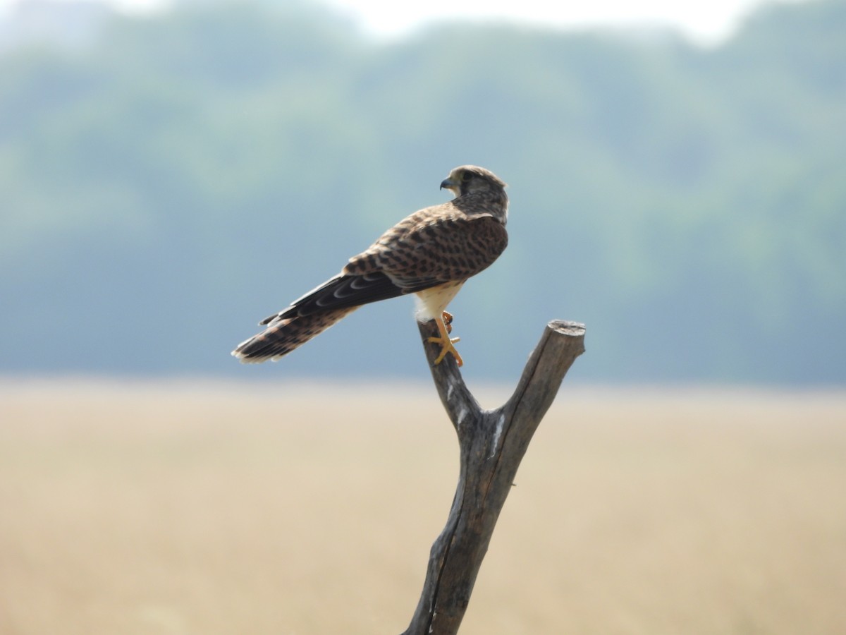 Eurasian Kestrel - ML624494767