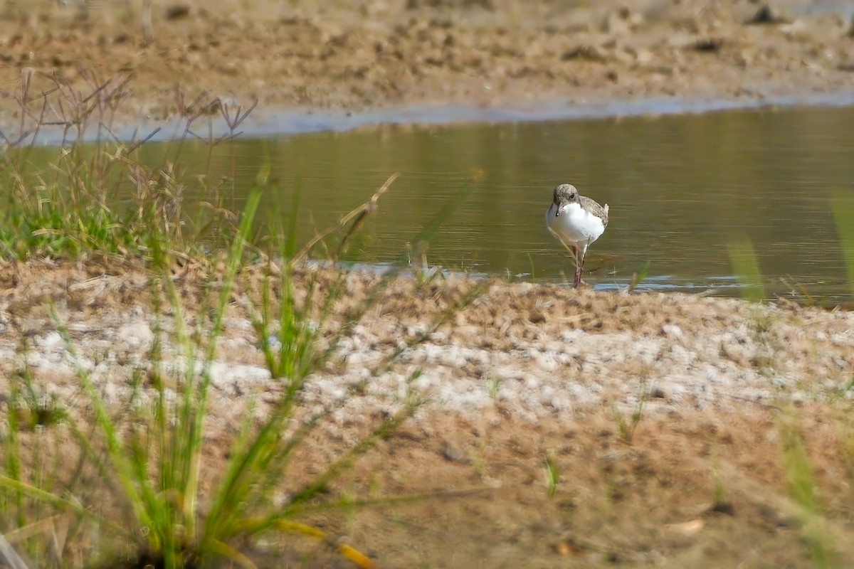 Red-kneed Dotterel - Adrian Brooks