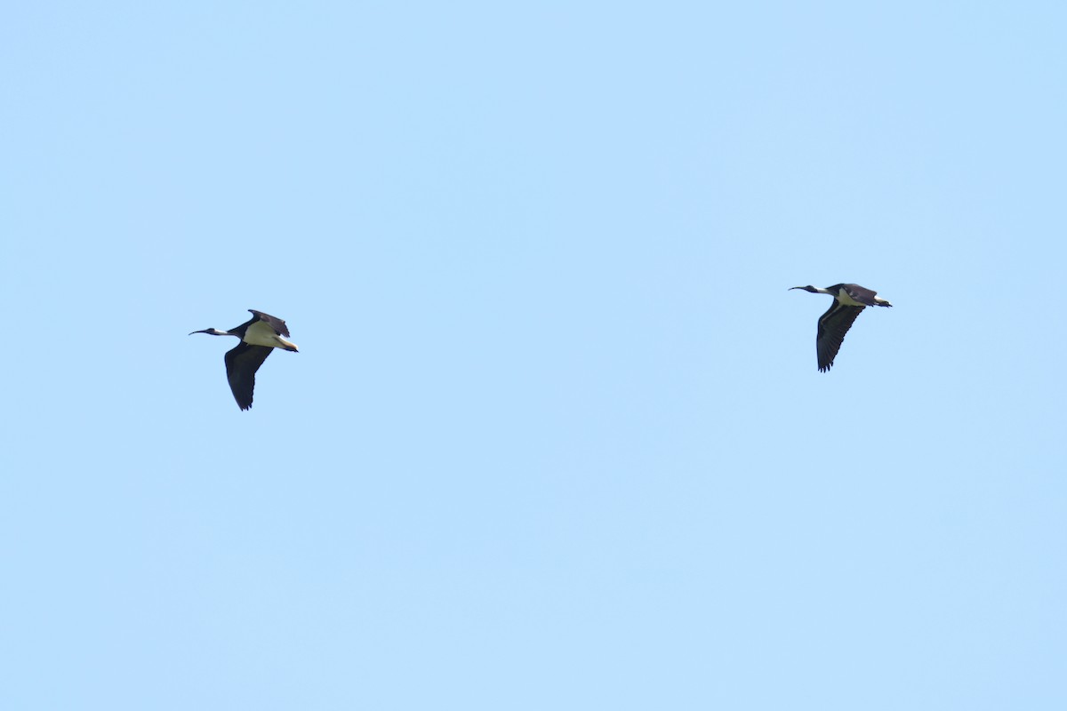 Straw-necked Ibis - Eric Cameron