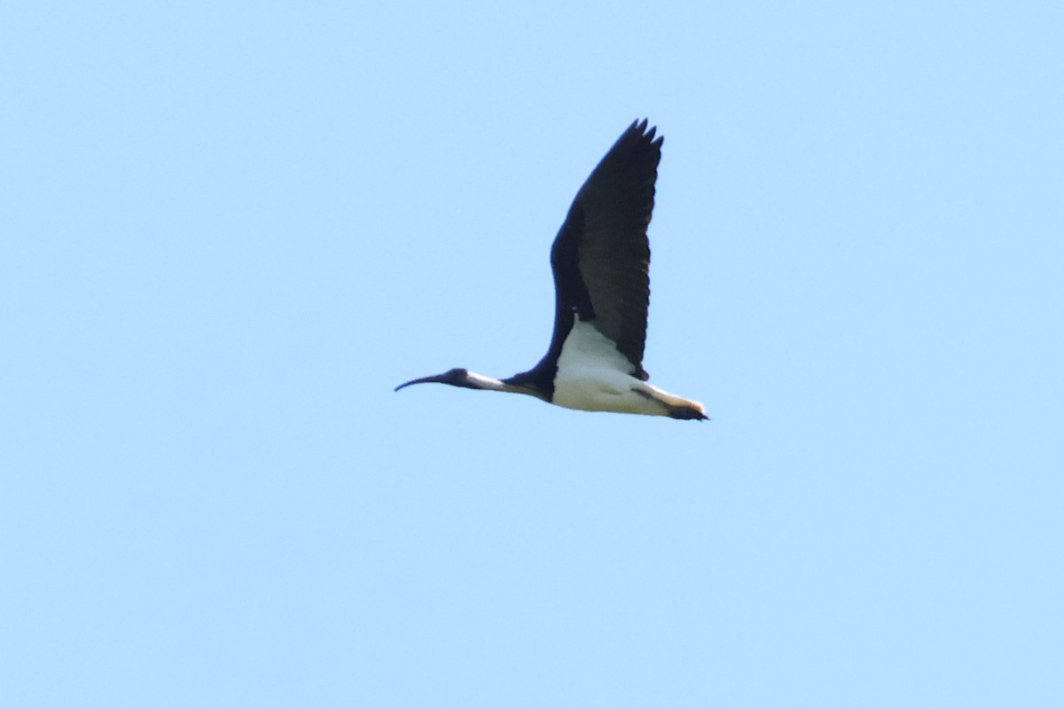 Straw-necked Ibis - ML624494874