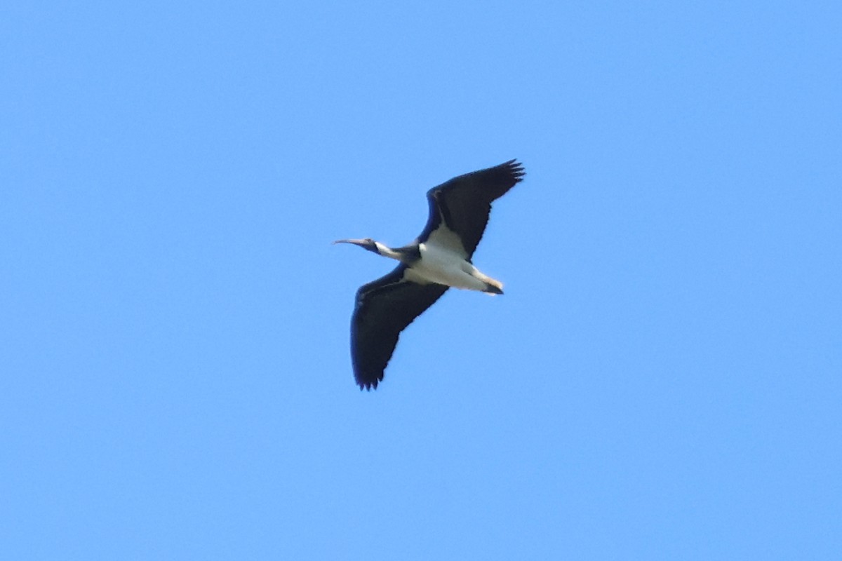 Straw-necked Ibis - ML624494996