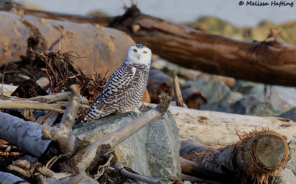 Snowy Owl - Melissa Hafting