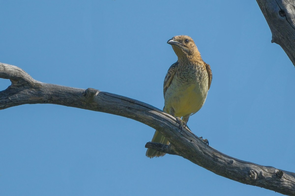 Spotted Bowerbird - ML624495062