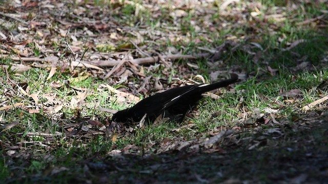 White-winged Chough - ML624495093