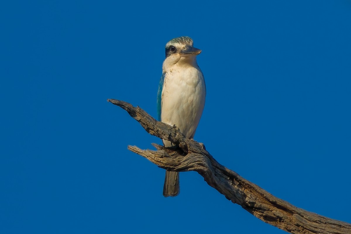 Red-backed Kingfisher - ML624495125