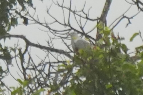 Spotted Imperial-Pigeon - ML624495136