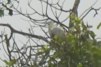 Spotted Imperial-Pigeon - ML624495137