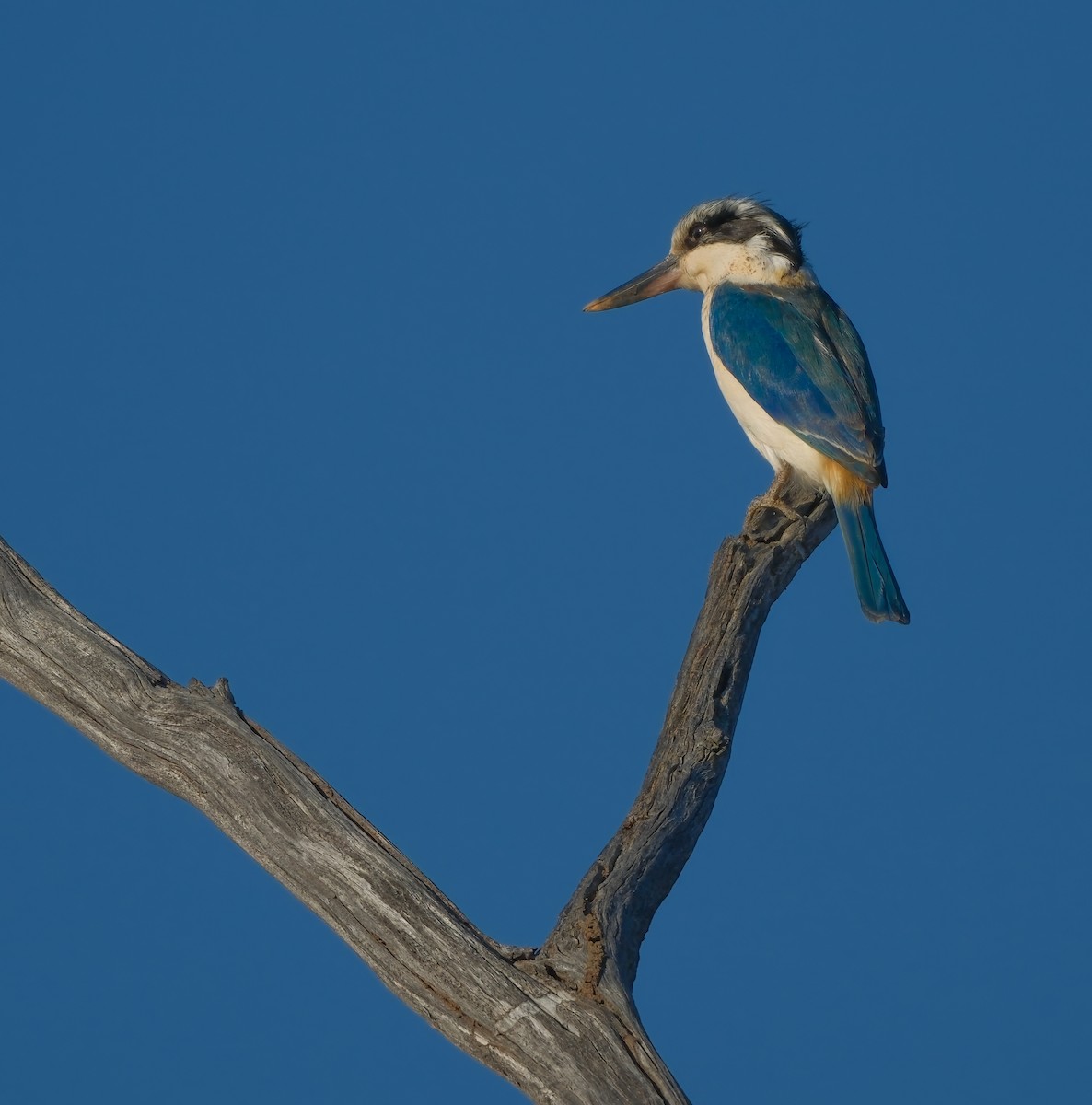 Red-backed Kingfisher - ML624495217