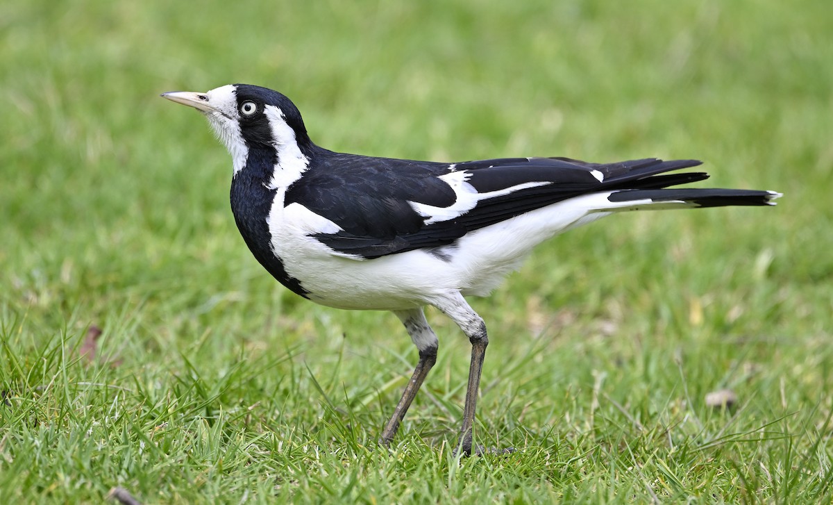 Magpie-lark - ML624495233