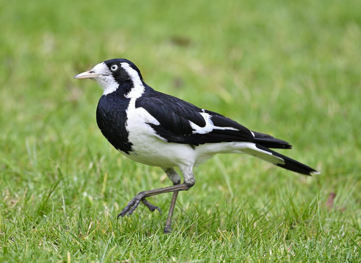 Magpie-lark - ML624495234