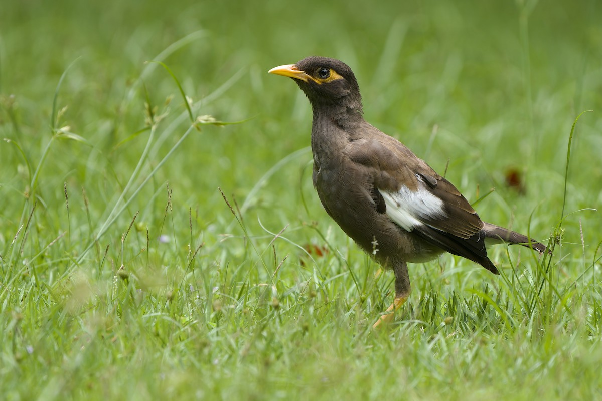 Common Myna - ML624495258