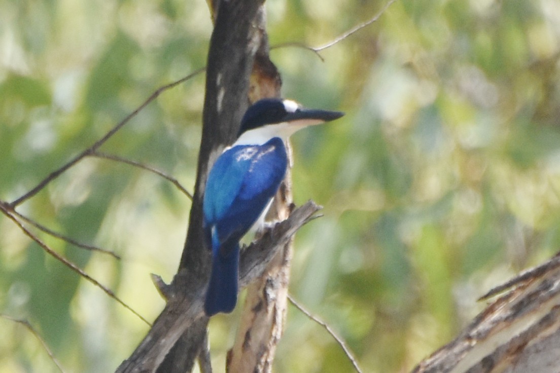 Forest Kingfisher - ML624495261