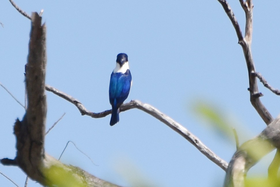 Forest Kingfisher - ML624495262