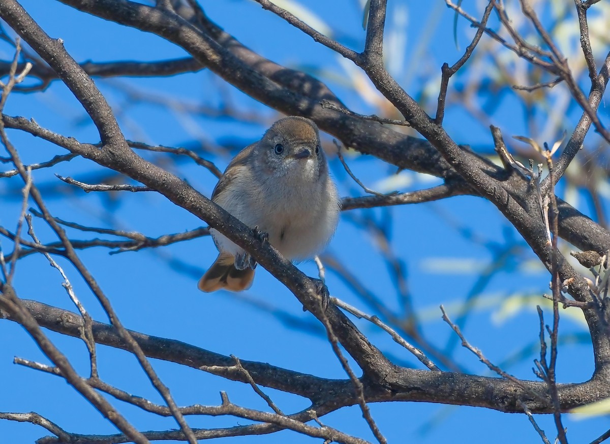 Chestnut-rumped Thornbill - ML624495328