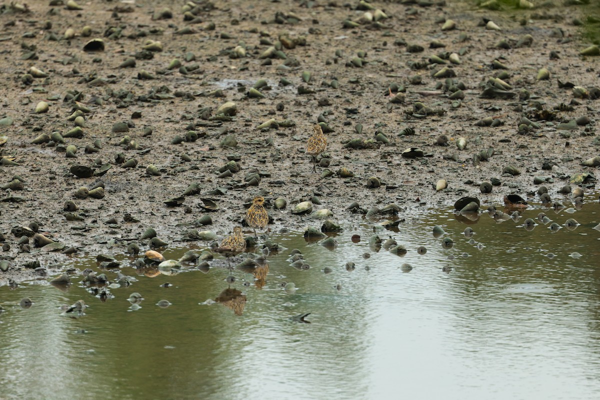 Pacific Golden-Plover - ML624495429