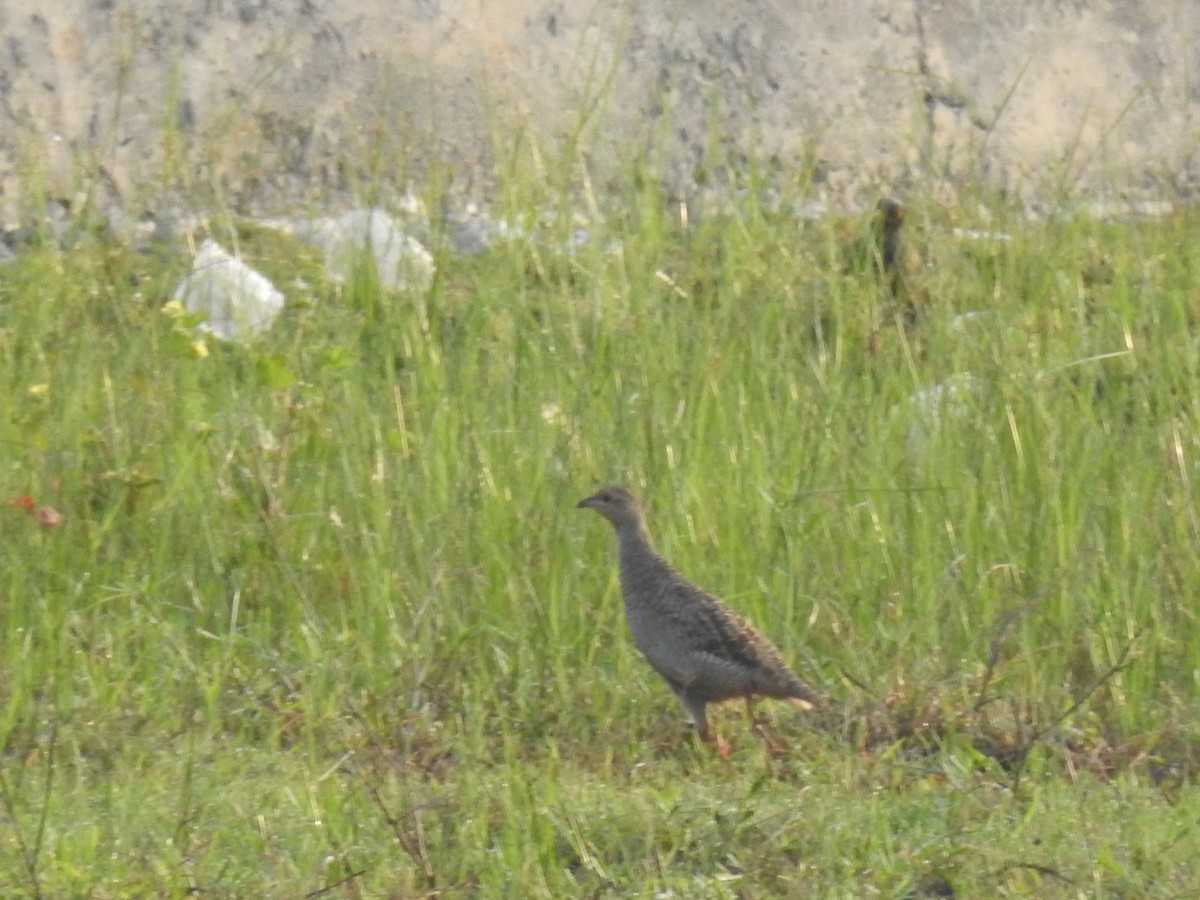 Gray Francolin - ML624495431