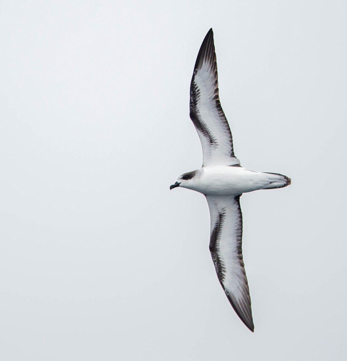 Barau's Petrel - ML624495555